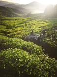 Tea Pickers Agriculture Growth Harvest Plantation Concept-Rawpixel com-Photographic Print