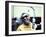 Ray Charles in the Recording Studio-null-Framed Photo