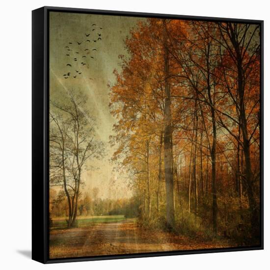 Ray Fall-Philippe Sainte-Laudy-Framed Stretched Canvas