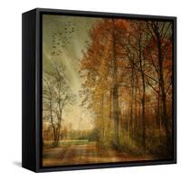 Ray Fall-Philippe Sainte-Laudy-Framed Stretched Canvas