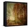 Ray Fall-Philippe Sainte-Laudy-Framed Stretched Canvas