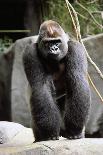 Gorilla Prancing on Rock Display-Ray Foli-Framed Stretched Canvas