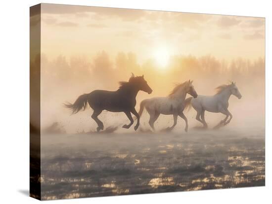 Stretched Canvas Print, , large