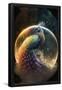 Essential Black