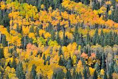 Fall Color Comes to Colorado Along Hwy 145 South of Telluride, Colorado-Ray Mathis-Stretched Canvas