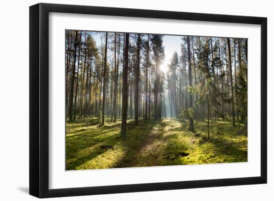 Ray of Light on a Path in Forest-Michal Mierzejewski-Framed Photographic Print