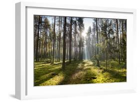 Ray of Light on a Path in Forest-Michal Mierzejewski-Framed Photographic Print