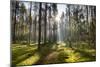 Ray of Light on a Path in Forest-Michal Mierzejewski-Mounted Photographic Print