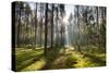 Ray of Light on a Path in Forest-Michal Mierzejewski-Stretched Canvas