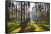 Ray of Light on a Path in Forest-Michal Mierzejewski-Framed Stretched Canvas