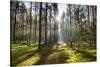 Ray of Light on a Path in Forest-Michal Mierzejewski-Stretched Canvas