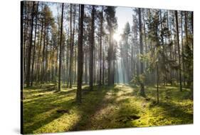 Ray of Light on a Path in Forest-Michal Mierzejewski-Stretched Canvas