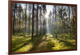 Ray of Light on a Path in Forest-Michal Mierzejewski-Framed Photographic Print