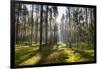 Ray of Light on a Path in Forest-Michal Mierzejewski-Framed Photographic Print