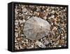 Rayed Mediterranean Limpet Shell on Beach, Mediterranean, France-Philippe Clement-Framed Stretched Canvas