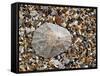 Rayed Mediterranean Limpet Shell on Beach, Mediterranean, France-Philippe Clement-Framed Stretched Canvas