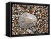 Rayed Mediterranean Limpet Shell on Beach, Mediterranean, France-Philippe Clement-Framed Stretched Canvas