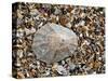 Rayed Mediterranean Limpet Shell on Beach, Mediterranean, France-Philippe Clement-Stretched Canvas