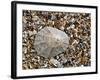 Rayed Mediterranean Limpet Shell on Beach, Mediterranean, France-Philippe Clement-Framed Photographic Print