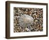 Rayed Mediterranean Limpet Shell on Beach, Mediterranean, France-Philippe Clement-Framed Photographic Print