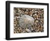 Rayed Mediterranean Limpet Shell on Beach, Mediterranean, France-Philippe Clement-Framed Photographic Print