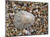 Rayed Mediterranean Limpet Shell on Beach, Mediterranean, France-Philippe Clement-Mounted Photographic Print