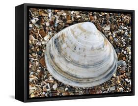 Rayed Trough Shell on Beach, Belgium-Philippe Clement-Framed Stretched Canvas