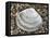 Rayed Trough Shell on Beach, Belgium-Philippe Clement-Framed Stretched Canvas