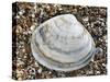 Rayed Trough Shell on Beach, Belgium-Philippe Clement-Stretched Canvas