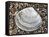 Rayed Trough Shell on Beach, Belgium-Philippe Clement-Framed Stretched Canvas