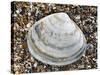 Rayed Trough Shell on Beach, Belgium-Philippe Clement-Stretched Canvas