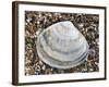 Rayed Trough Shell on Beach, Belgium-Philippe Clement-Framed Photographic Print