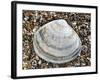 Rayed Trough Shell on Beach, Belgium-Philippe Clement-Framed Photographic Print