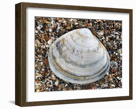 Rayed Trough Shell on Beach, Belgium-Philippe Clement-Framed Photographic Print