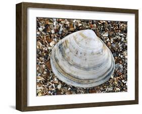 Rayed Trough Shell on Beach, Belgium-Philippe Clement-Framed Photographic Print