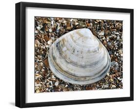 Rayed Trough Shell on Beach, Belgium-Philippe Clement-Framed Photographic Print