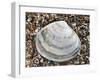 Rayed Trough Shell on Beach, Belgium-Philippe Clement-Framed Photographic Print