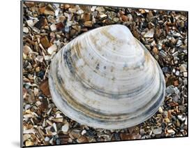 Rayed Trough Shell on Beach, Belgium-Philippe Clement-Mounted Photographic Print