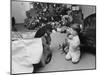 Raymond and Susie McFarland Looking at Their New Airedale Puppy Leaning Out of a Christmas Gift Box-Ralph Crane-Mounted Photographic Print