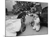 Raymond and Susie McFarland Looking at Their New Airedale Puppy Leaning Out of a Christmas Gift Box-Ralph Crane-Mounted Photographic Print