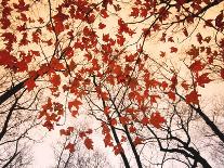 Red Maple and Autumn Sky-Raymond Gehman-Art Print