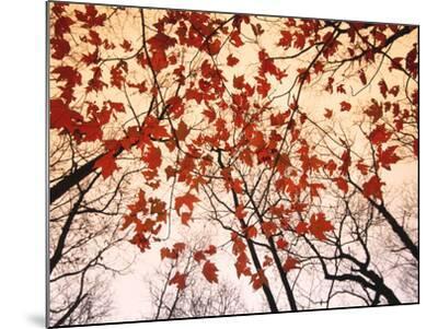 Red Maple and Autumn Sky