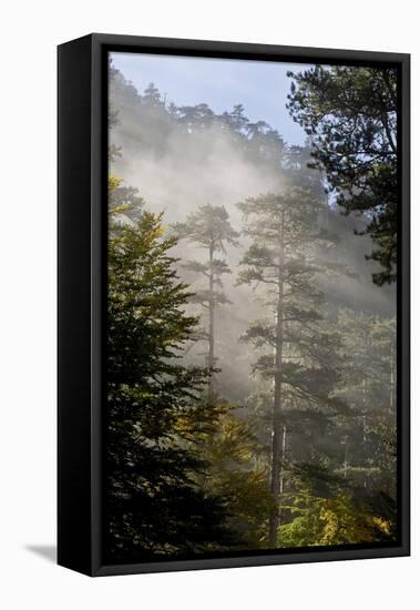 Rays of Light Shining Through Mist, Black Pines (Pinus Nigra) Crna Poda Nr, Durmitor Np, Montenegro-Radisics-Framed Stretched Canvas