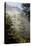 Rays of Light Shining Through Mist, Black Pines (Pinus Nigra) Crna Poda Nr, Durmitor Np, Montenegro-Radisics-Stretched Canvas