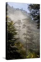 Rays of Light Shining Through Mist, Black Pines (Pinus Nigra) Crna Poda Nr, Durmitor Np, Montenegro-Radisics-Stretched Canvas