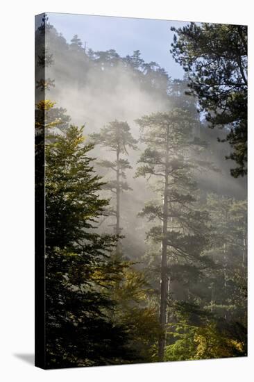 Rays of Light Shining Through Mist, Black Pines (Pinus Nigra) Crna Poda Nr, Durmitor Np, Montenegro-Radisics-Stretched Canvas