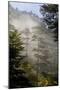 Rays of Light Shining Through Mist, Black Pines (Pinus Nigra) Crna Poda Nr, Durmitor Np, Montenegro-Radisics-Mounted Premium Photographic Print