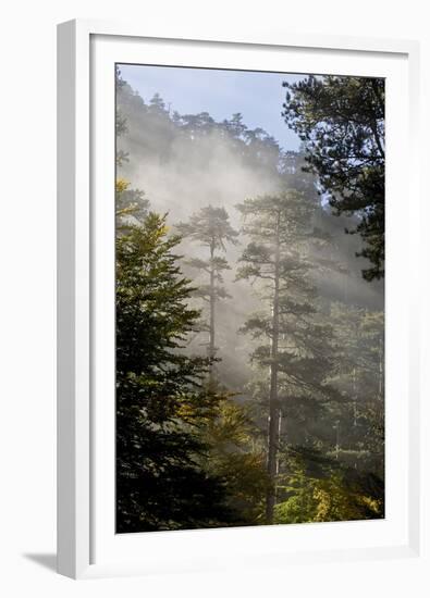 Rays of Light Shining Through Mist, Black Pines (Pinus Nigra) Crna Poda Nr, Durmitor Np, Montenegro-Radisics-Framed Premium Photographic Print