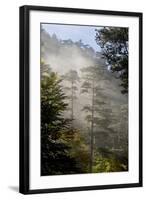 Rays of Light Shining Through Mist, Black Pines (Pinus Nigra) Crna Poda Nr, Durmitor Np, Montenegro-Radisics-Framed Premium Photographic Print