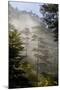 Rays of Light Shining Through Mist, Black Pines (Pinus Nigra) Crna Poda Nr, Durmitor Np, Montenegro-Radisics-Mounted Premium Photographic Print